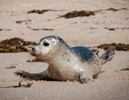 Robbe am Strand