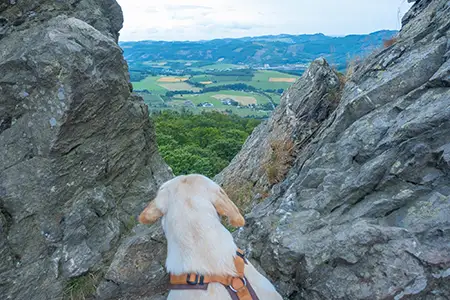 Hund auf Feldstein