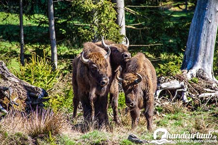 wisent wildnis berleburg