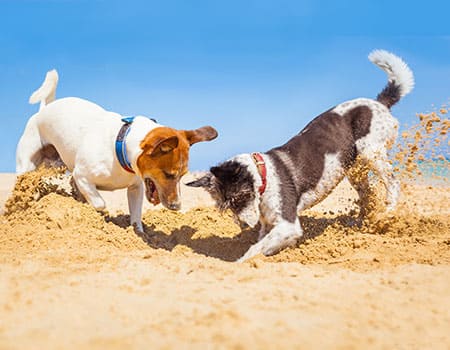 Hundestrand buddeln im Sand