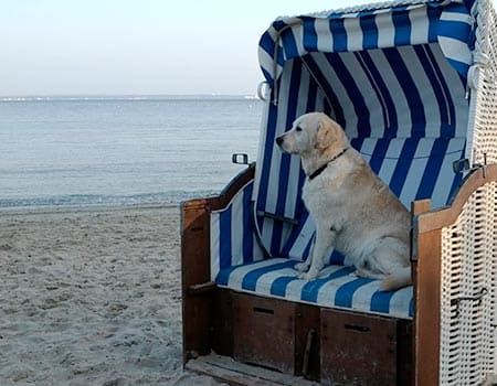 Hund im Strandkorb an der See