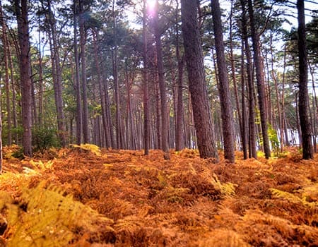 Wald bei Darß