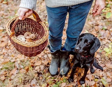 Pilze sammeln mit Hund